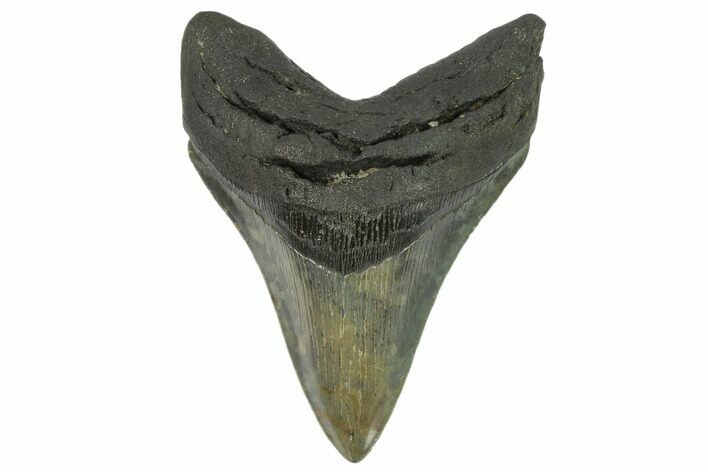 Fossil Megalodon Tooth - South Carolina #124544